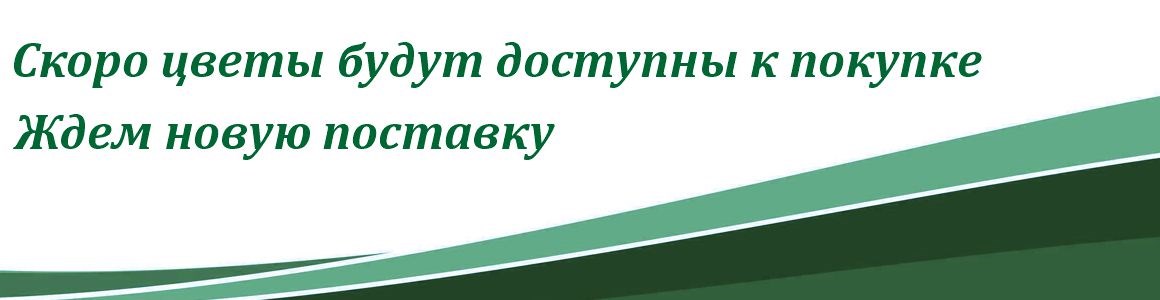 Скоро цветы будут доступны к покупке. Ждем новую поставку.