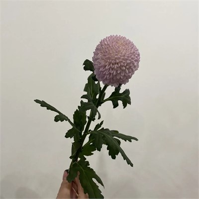 Хризантема Понпон сиреневый 41209