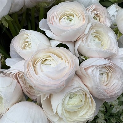 Ранункулюс белый 41210