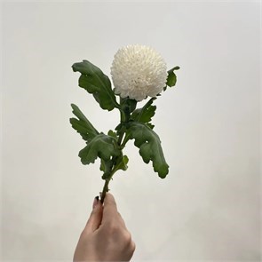 Хризантема Понпон белый 41207