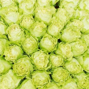 Розы зеленые 32008