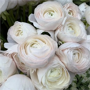 Ранункулюс белый 41210