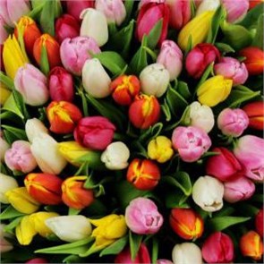 Тюльпан микс 41213