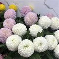 Хризантема Понпон микс 41206