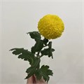 Хризантема Понпон желтый 41208