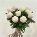 Хризантема Понпон белый 41207