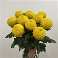 Хризантема Понпон желтый 41208