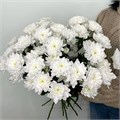 Хризантема кустовая 41201 Хризантема кустовая 41201