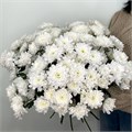 Хризантема кустовая 41201 Хризантема кустовая 41201