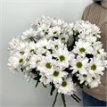 Хризантема кустовая "Ромашка" 41202 Хризантема кустовая "Ромашка" 41202