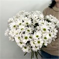 Хризантема кустовая "Ромашка" 41202 Хризантема кустовая "Ромашка" 41202