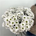 Хризантема кустовая "Ромашка" 41202 Хризантема кустовая "Ромашка" 41202
