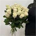 Розы белые 31001